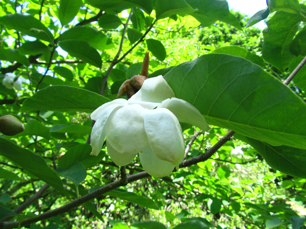 Magnolia sieboldii