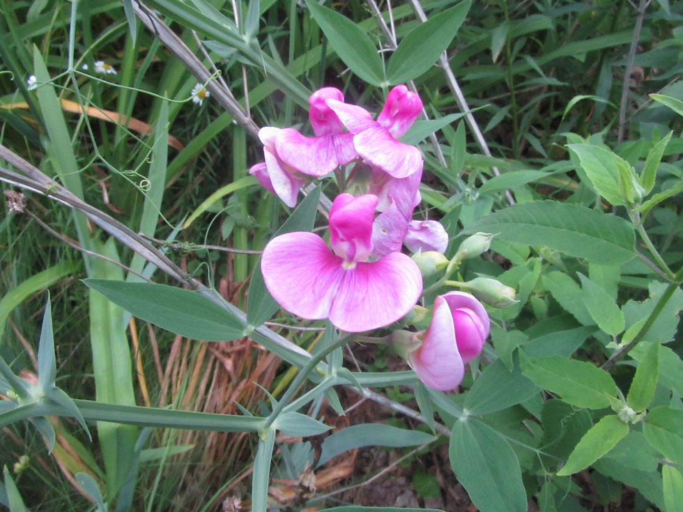 Lathyrus latifolius
