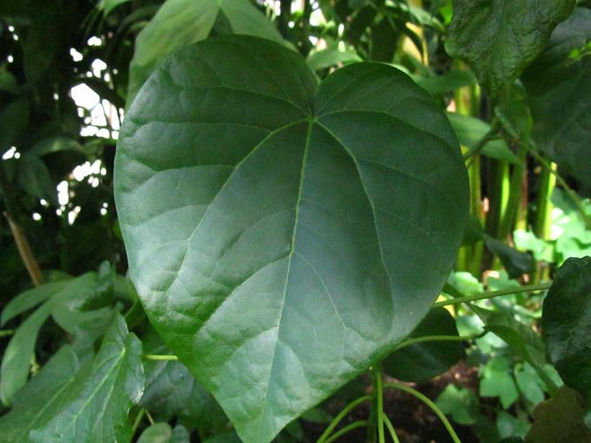 IMG_2203 (Populus tremuloides).jpg