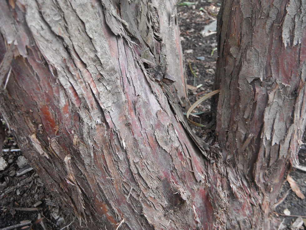 Cephalotaxus fortunei