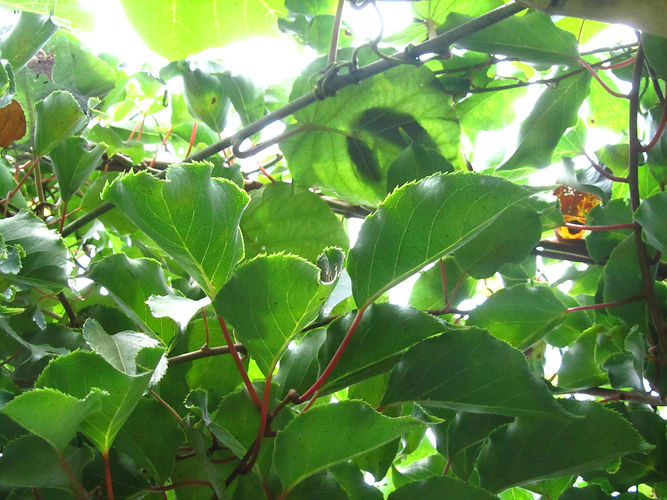 IMG_2203 (Populus tremuloides).jpg