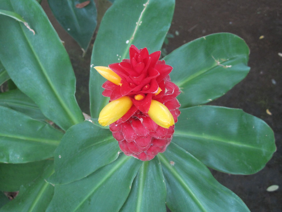 Costus comosus