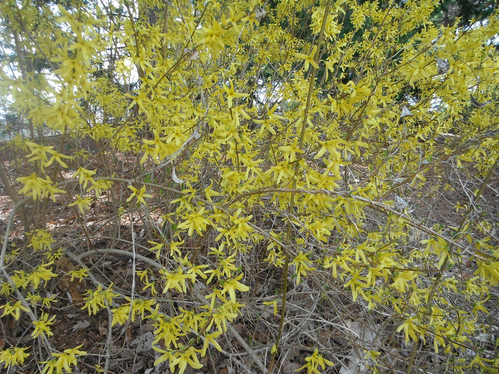 Forsythia x intermedia 'Spring Glory'