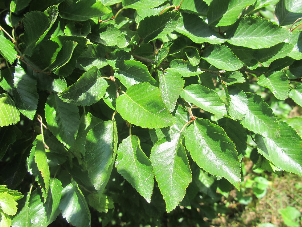 Carpinus turczaninovii