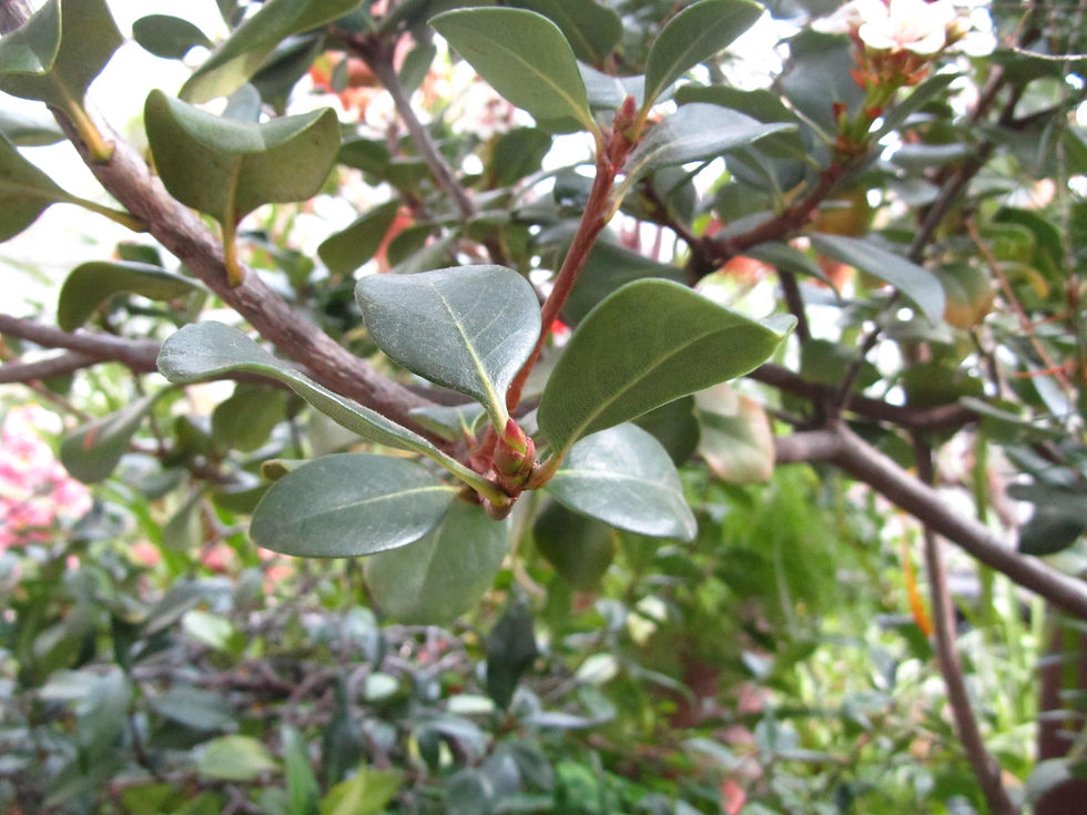 Terminalia buceras