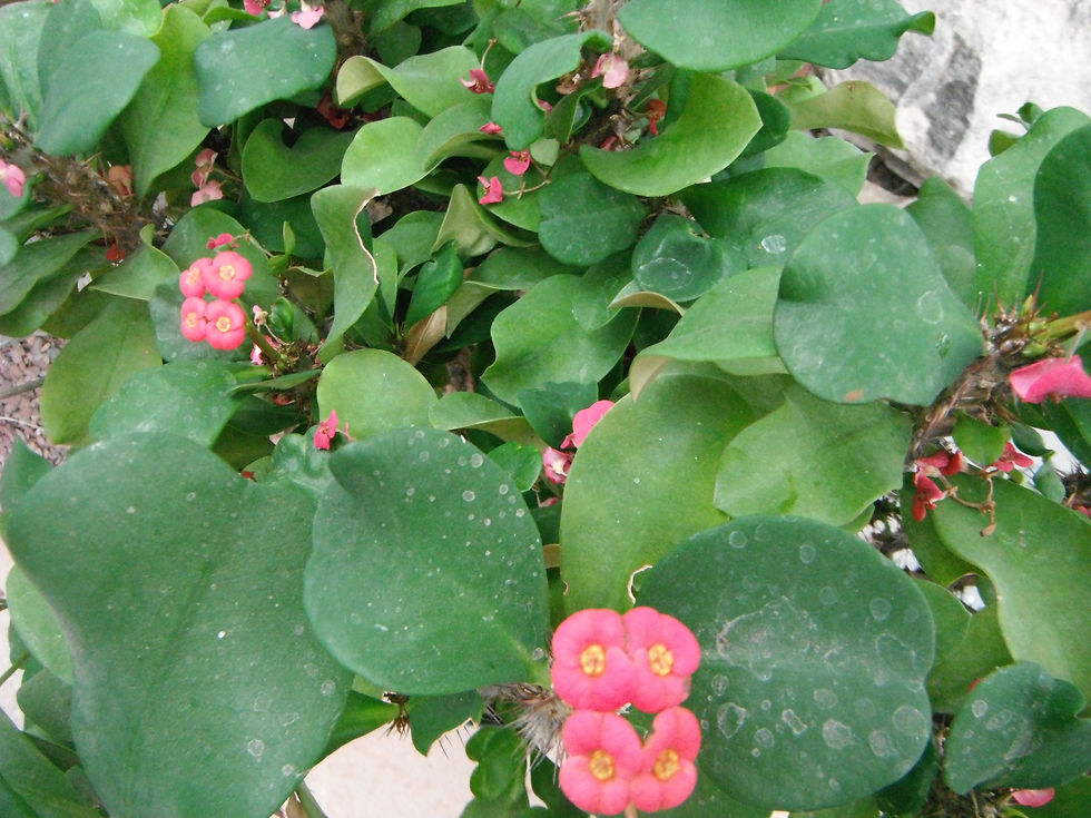 Euphorbia milii