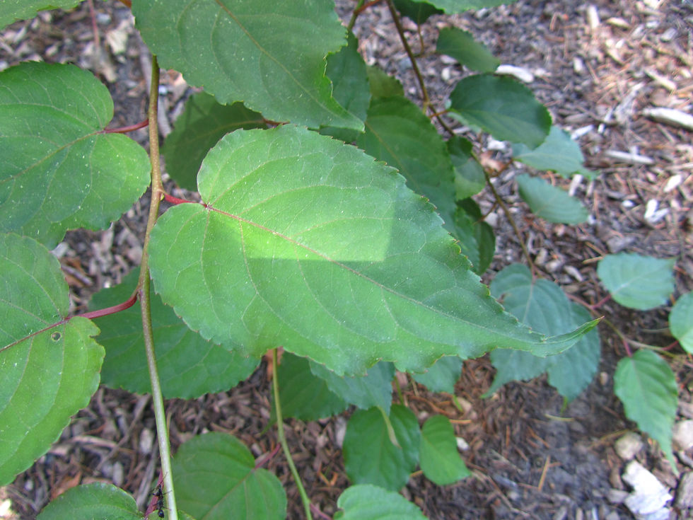 Stachyurus chinensis