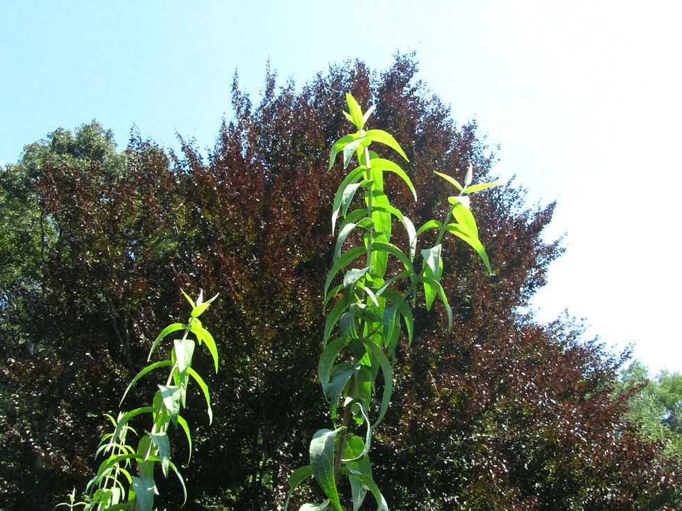Deutzia ningpoensis