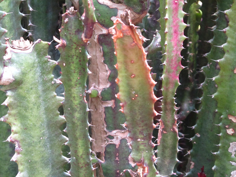 Euphorbia trigona f. variegata