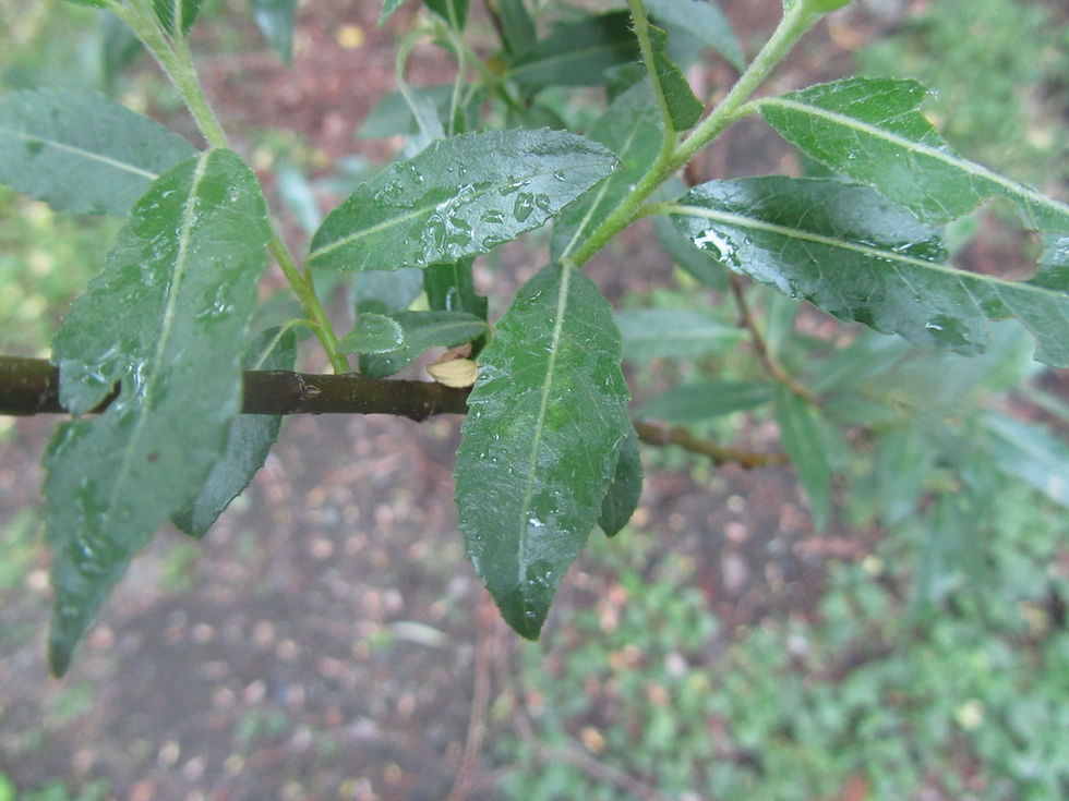 Salix daphnoides