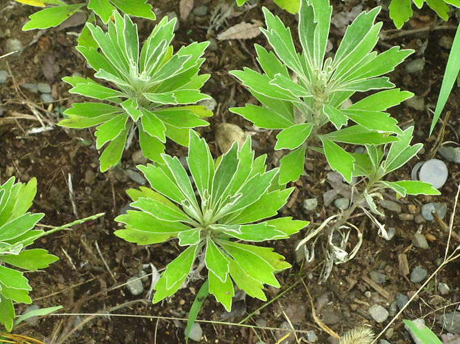 IMG_2203 (Populus tremuloides).jpg