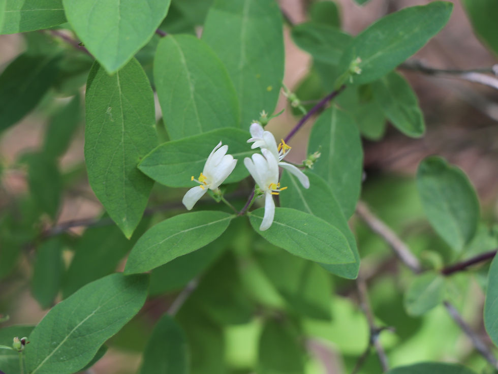 Lonicera x minutiflora