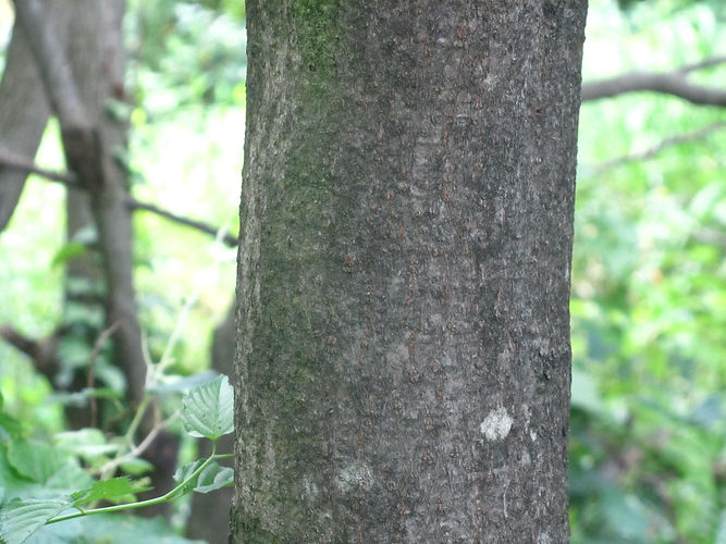 IMG_2203 (Populus tremuloides).jpg