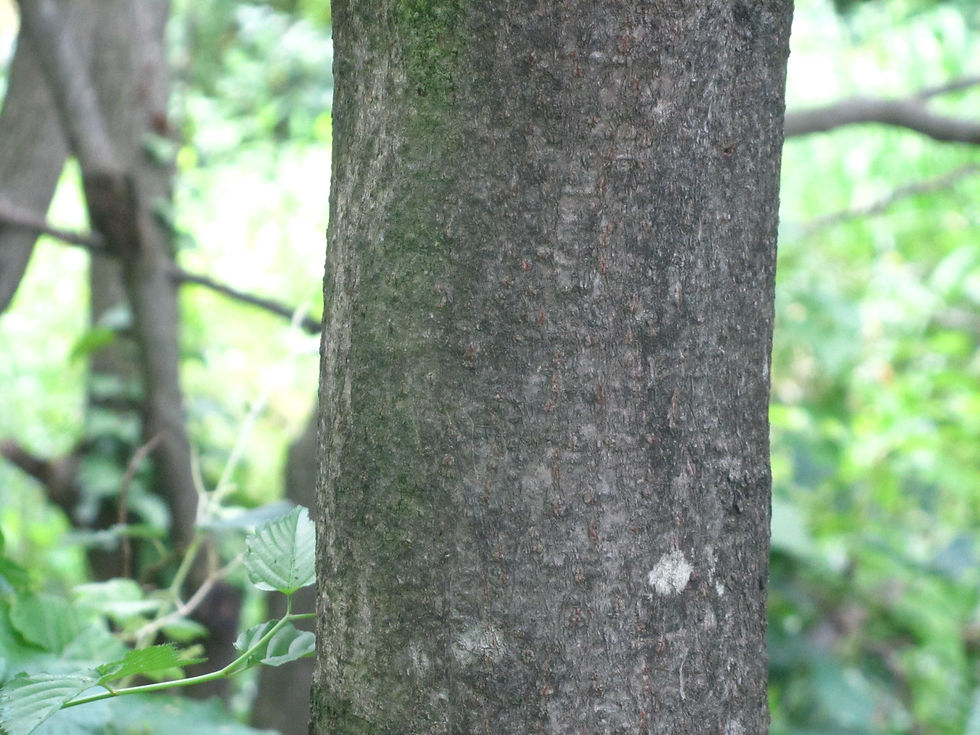 Rhus chinensis