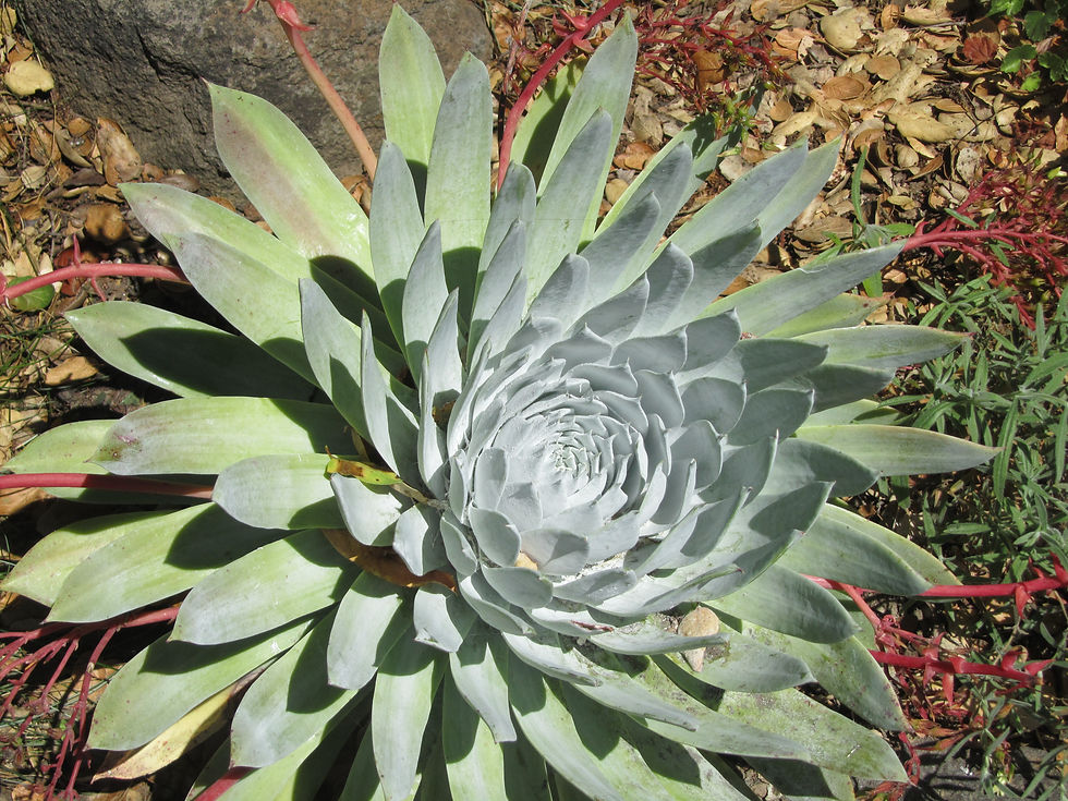 Dudleya brittonii
