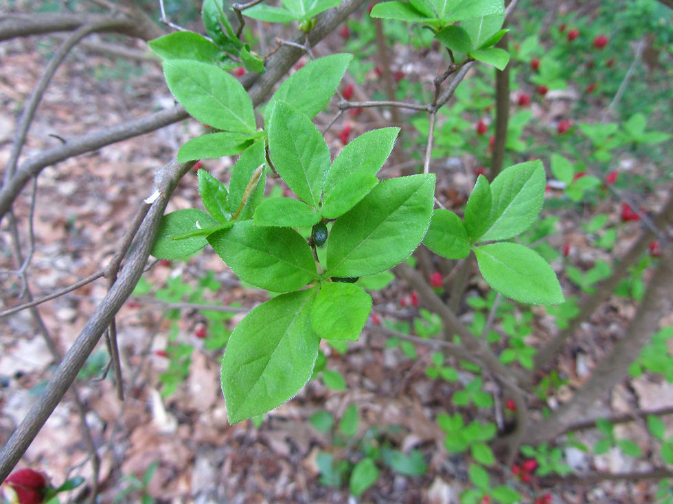 Rhododendron kaempferi