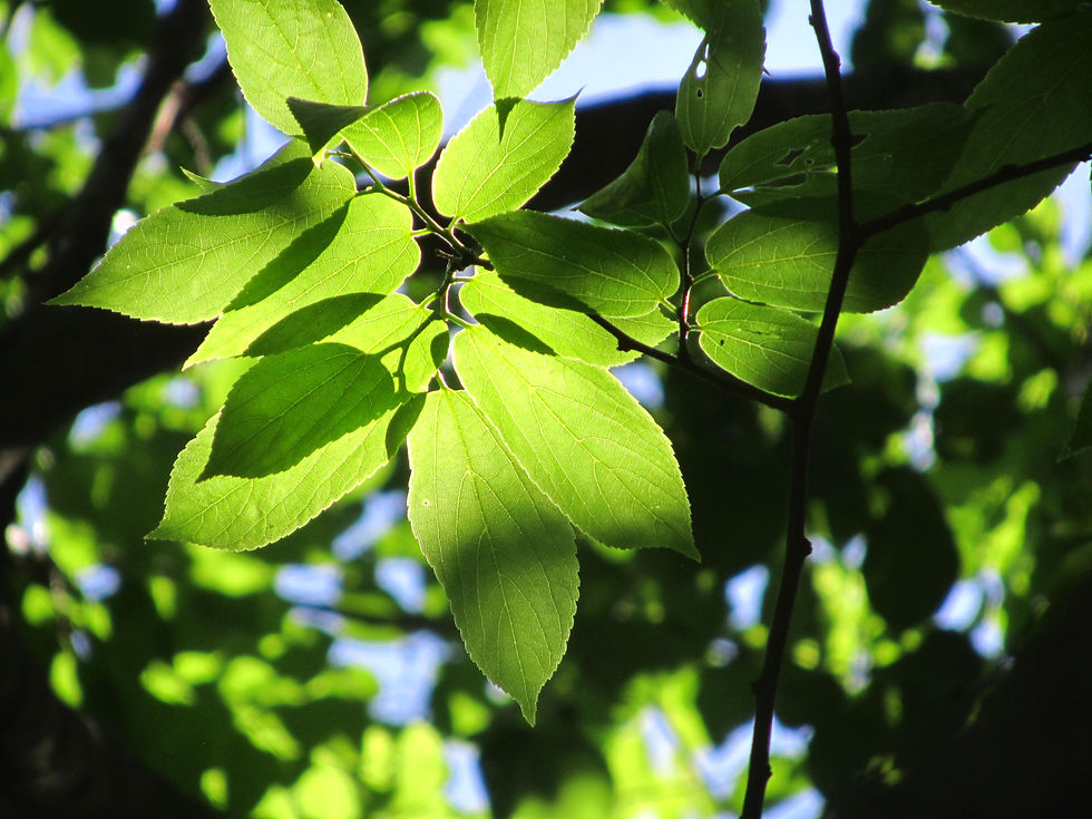 Celtis vandervoetiana