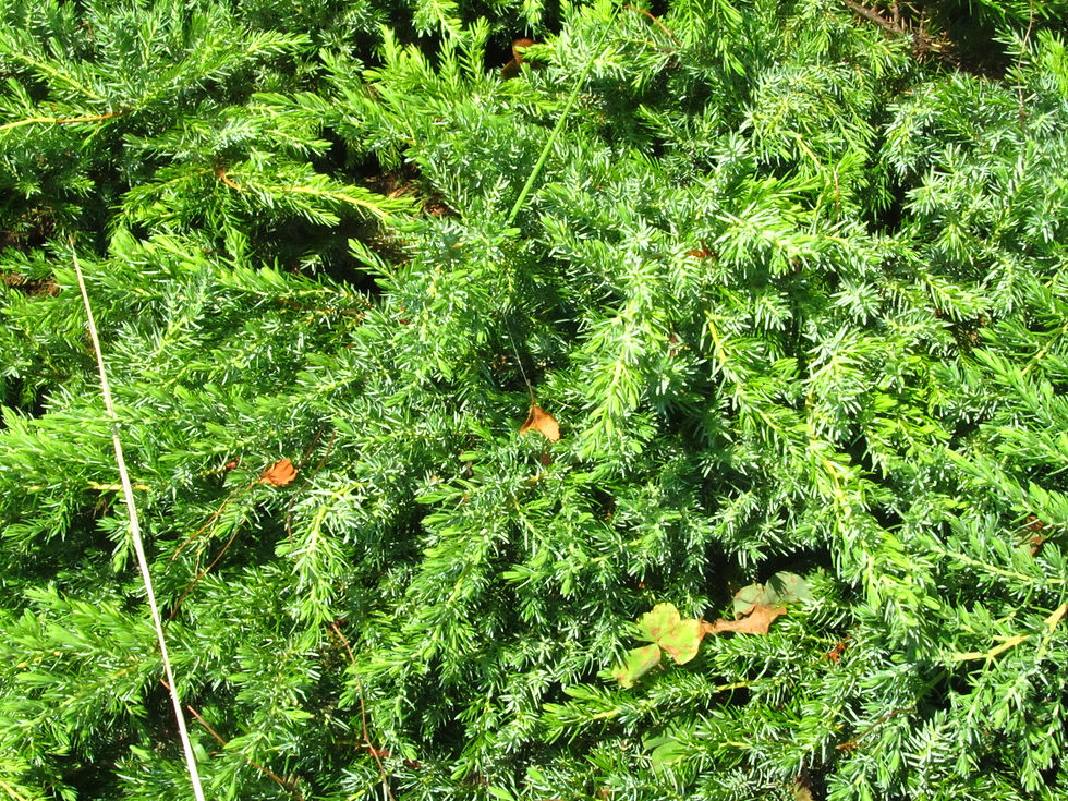 Juniperus taxifolia var. lutchuensis