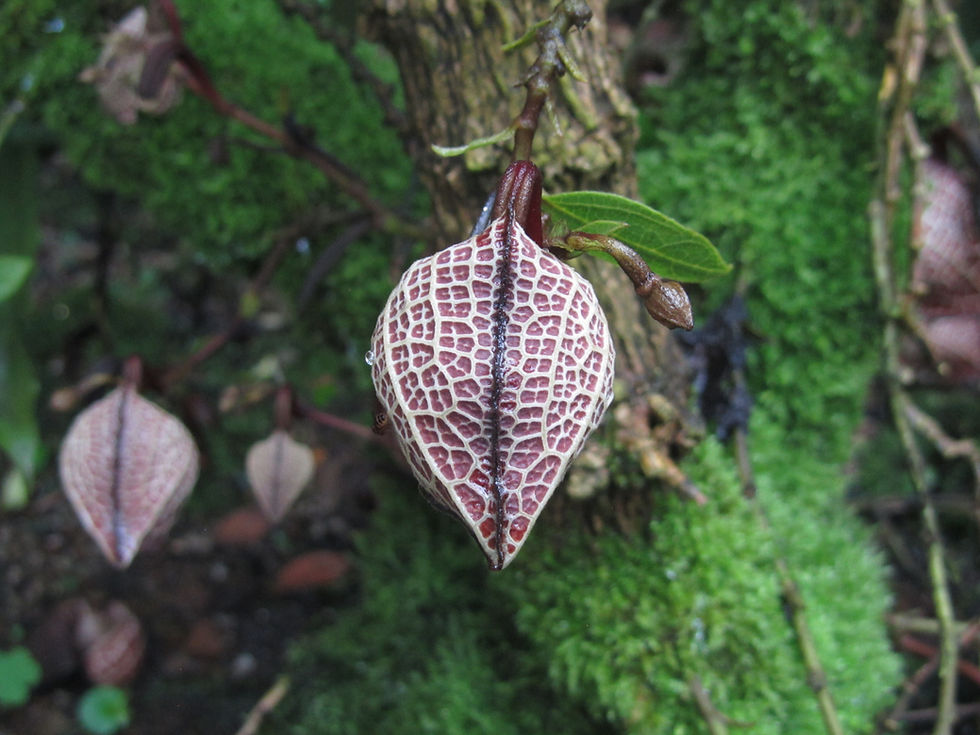 Aristolochia salvadorensis
