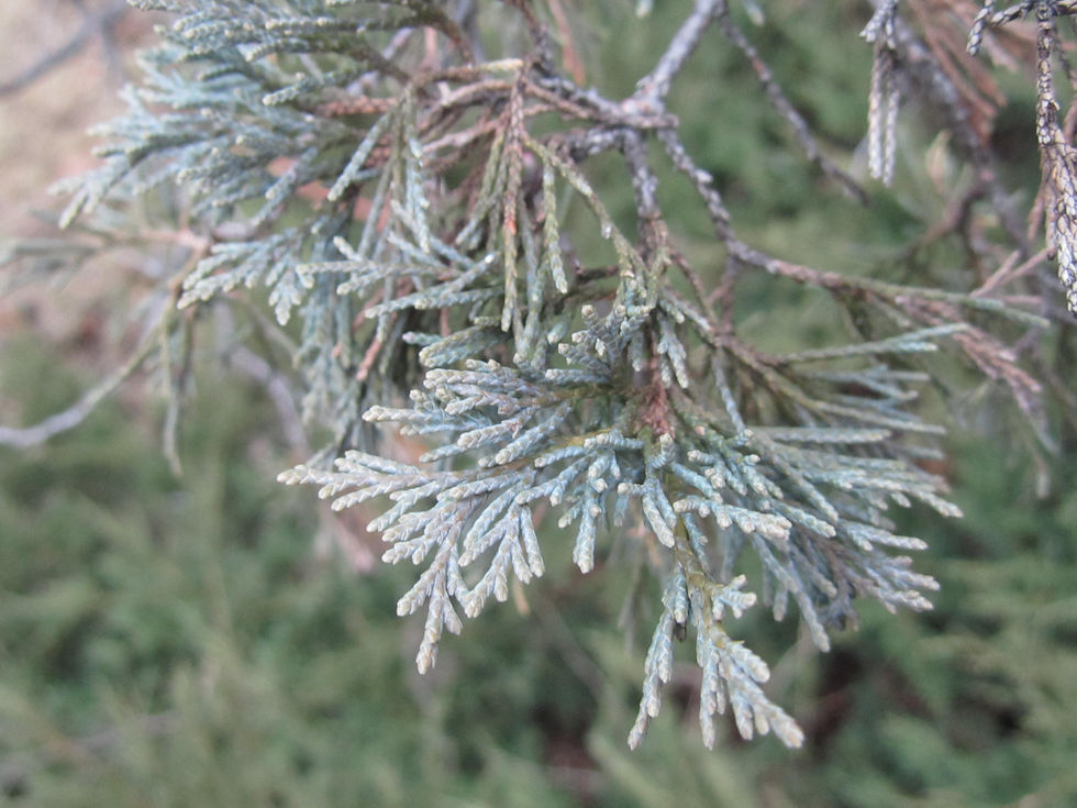 Juniperus scopulorum 'Moonlight'