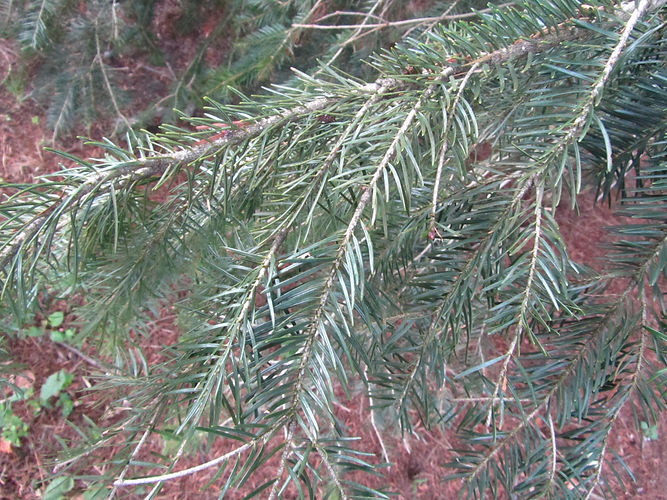 IMG_2203 (Populus tremuloides).jpg