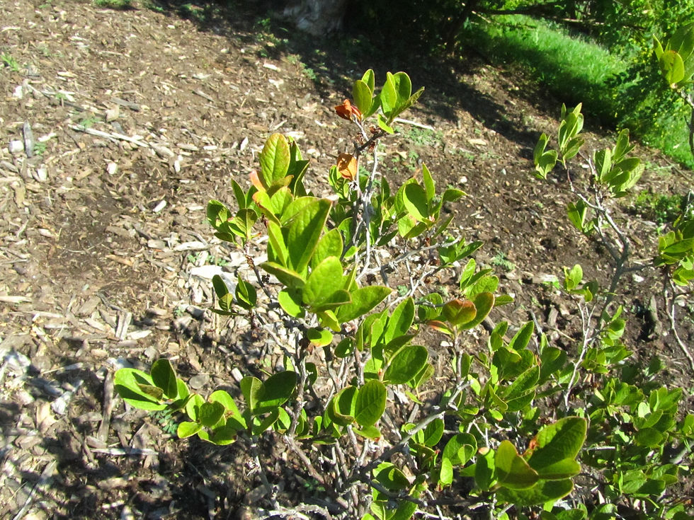Gaylussacia baccata