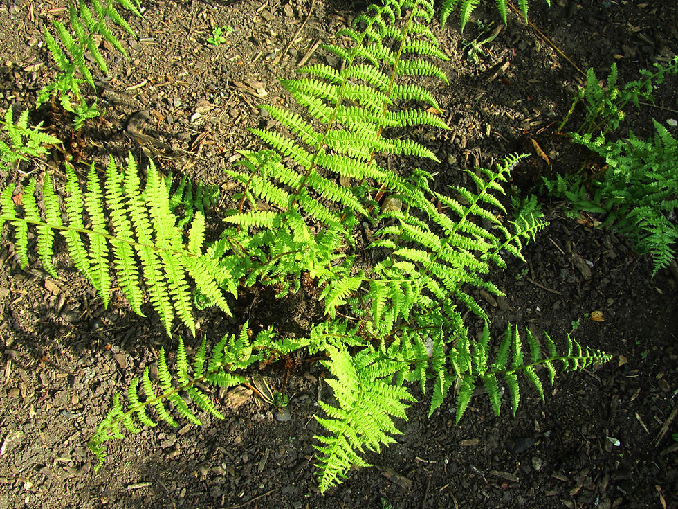 Athyrium filix-femina 'Grandiceps'