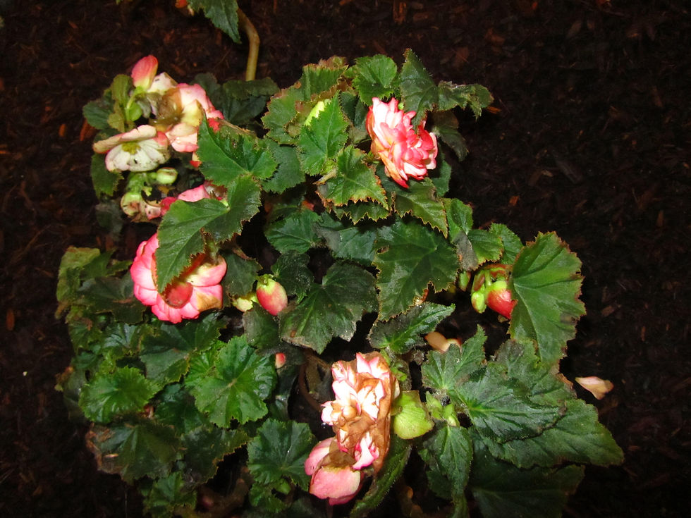 Begonia x tuberhybrida