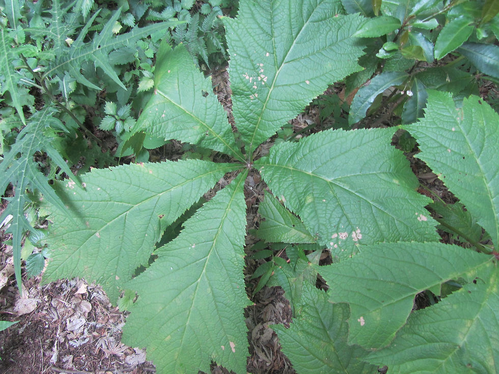 Rodgersia podophylla