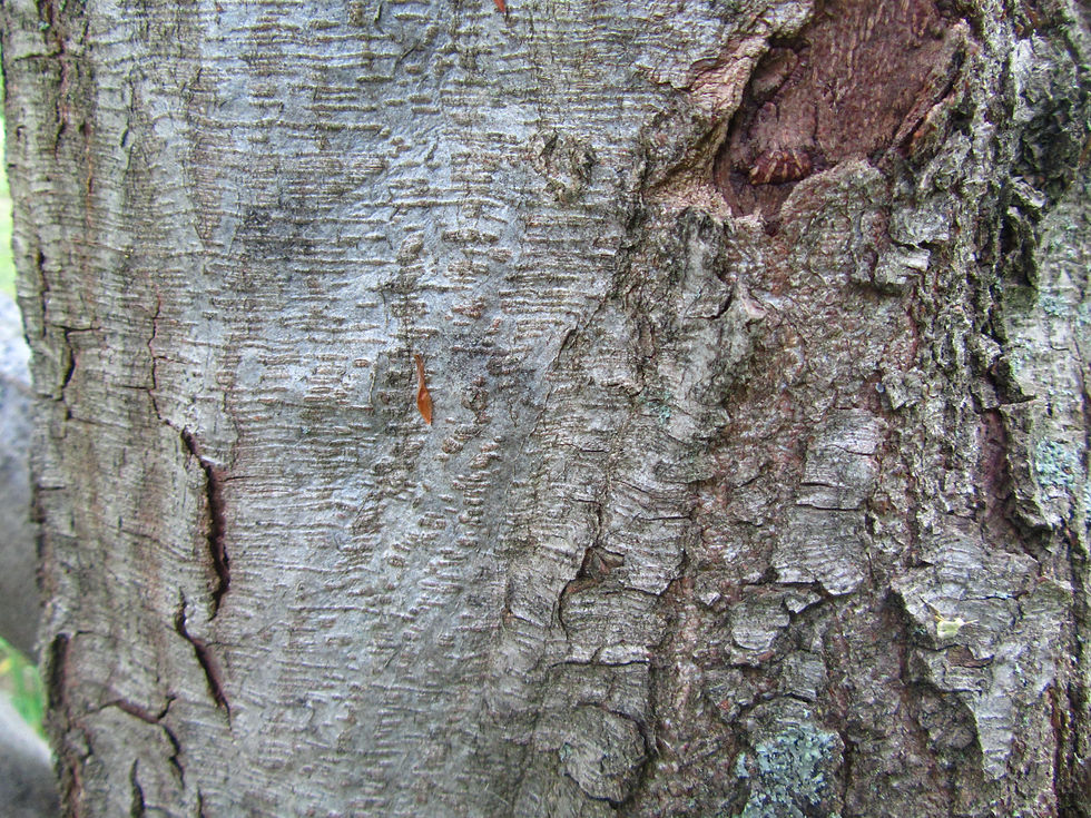 Carpinus fargesiana