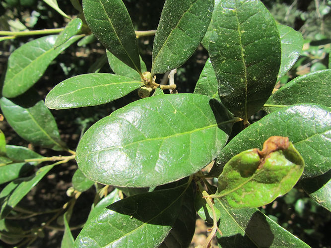IMG_2203 (Populus tremuloides).jpg