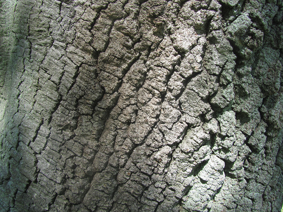 Quercus cerris