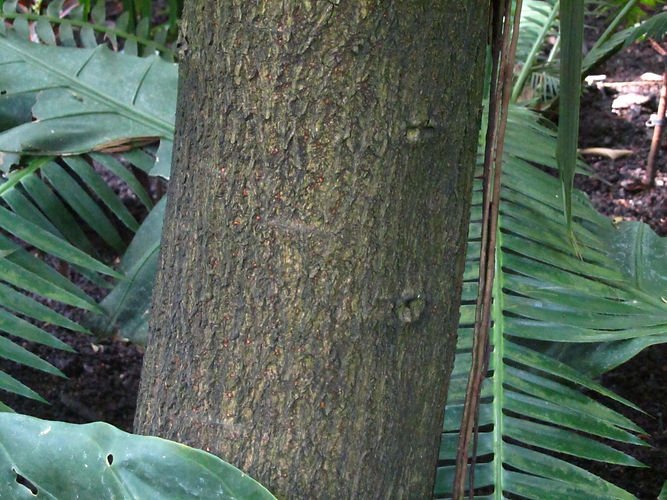 IMG_2203 (Populus tremuloides).jpg