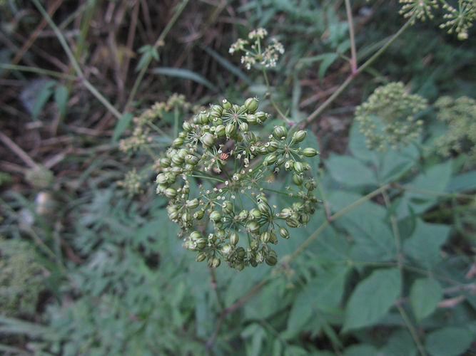 IMG_2203 (Populus tremuloides).jpg