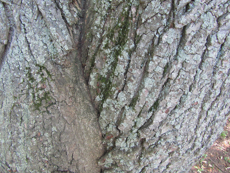 Tilia tomentosa 'Pendula'