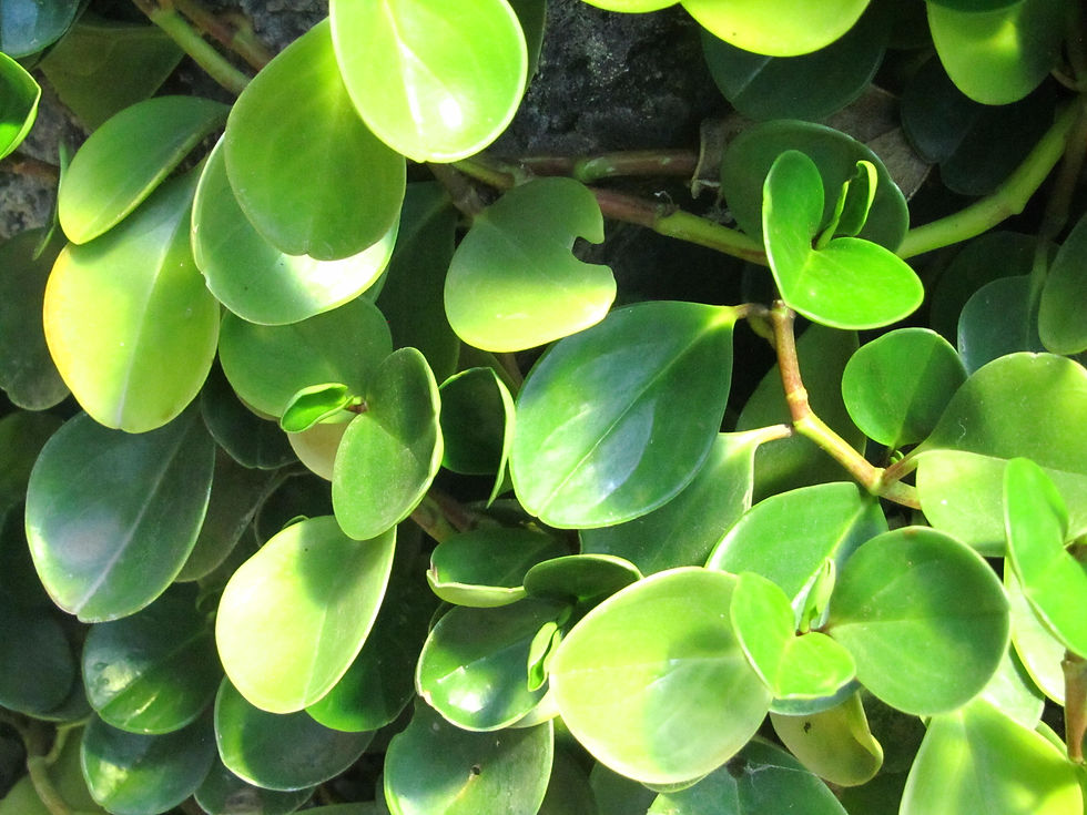 Peperomia obtusifolia 'Green Gold'