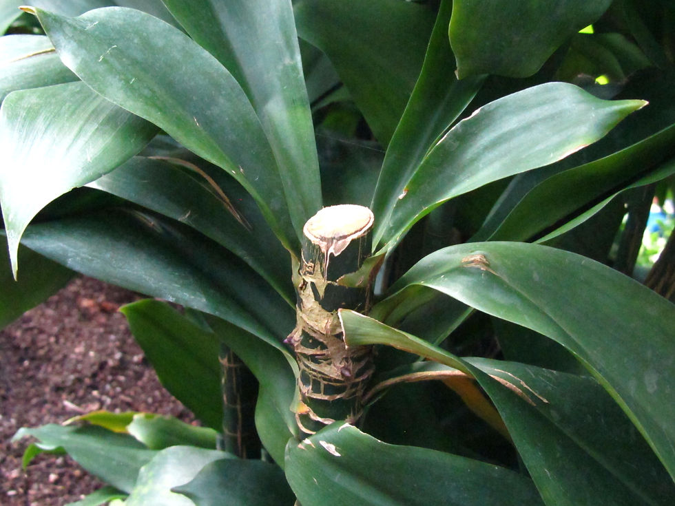 Dracaena camerooniana