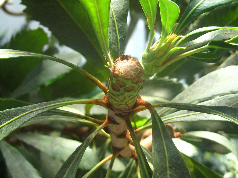 Telopea speciosissima