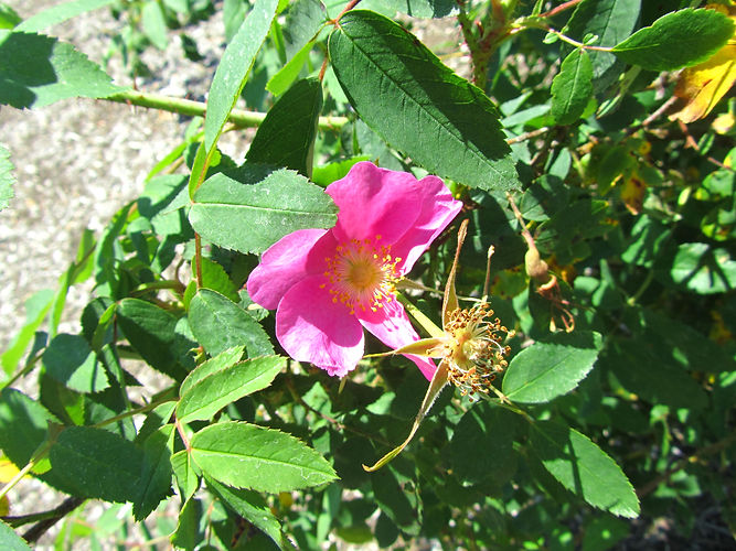 IMG_2203 (Populus tremuloides).jpg