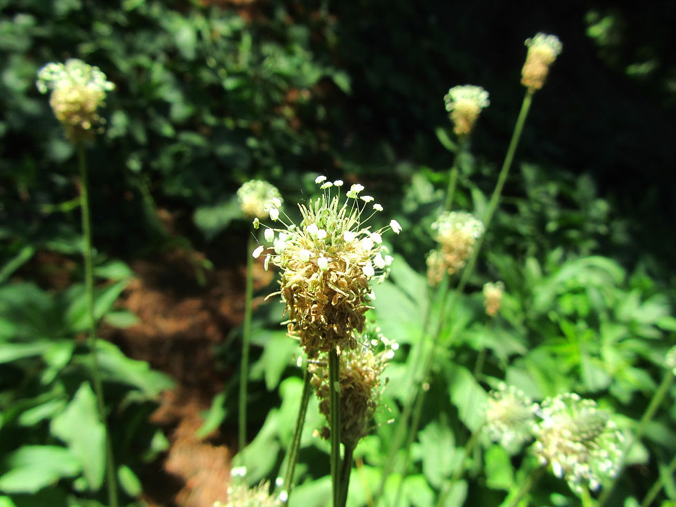 Plantago lanceolata