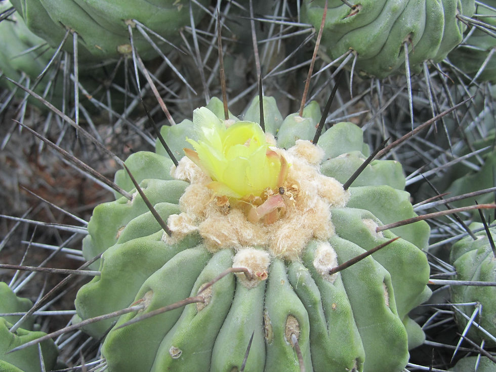 Copiapoa dealbata