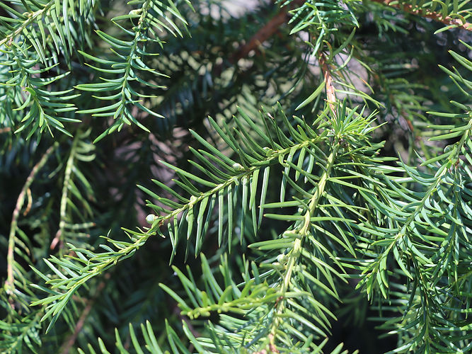IMG_2203 (Populus tremuloides).jpg