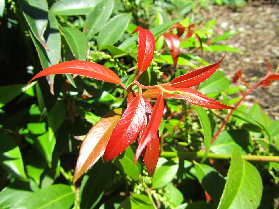 Leucothoe axillaris