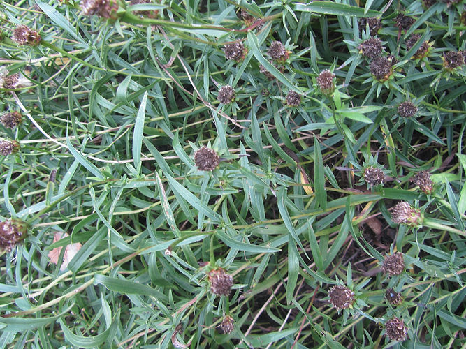 IMG_2203 (Populus tremuloides).jpg