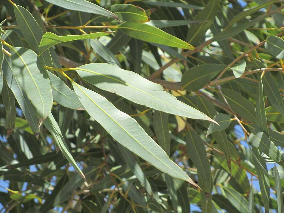 Corymbia papuana