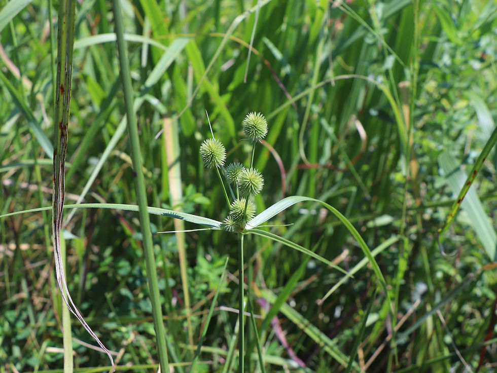 Cyperus echinatus