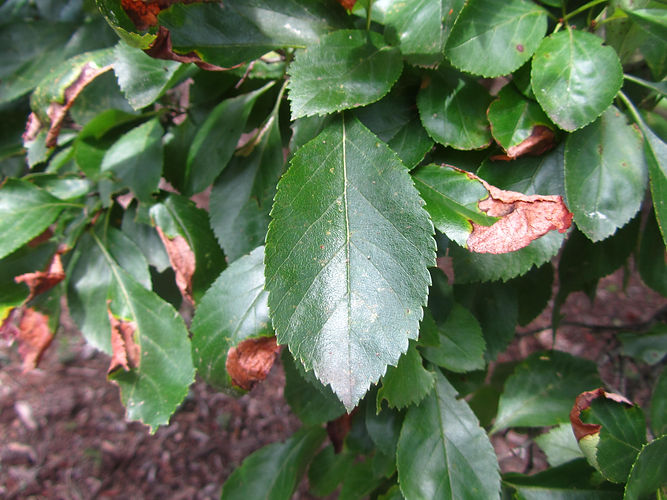 IMG_2203 (Populus tremuloides).jpg
