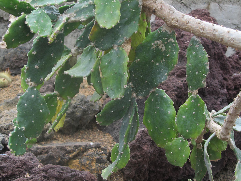 Brasiliopuntia brasiliensis