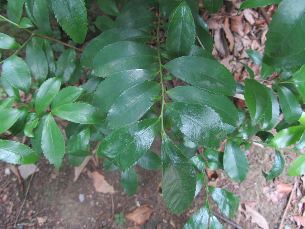 Eurya japonica