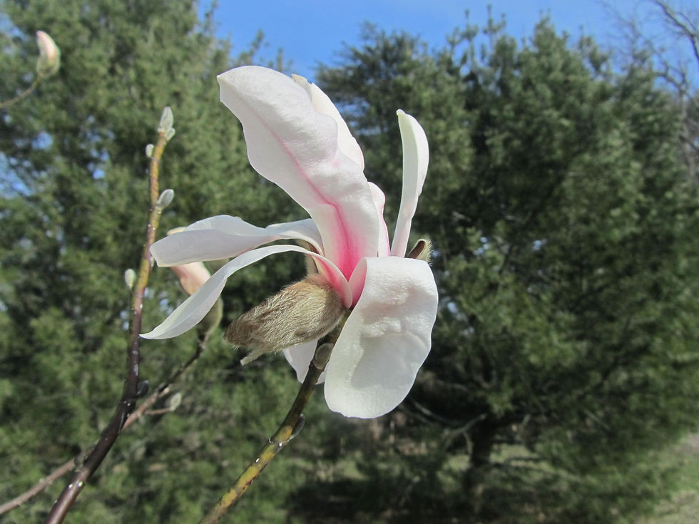 Magnolia zenii 'Pink Parchment'